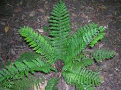 Polystichum proliferum. Mature plant growing from an erect rhizome.
 Image: L.R. Perrie © Leon Perrie CC BY-NC 3.0 NZ